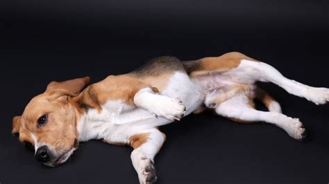 Is Your Dogs Back Legs Shaking? Discover The Surprising ...